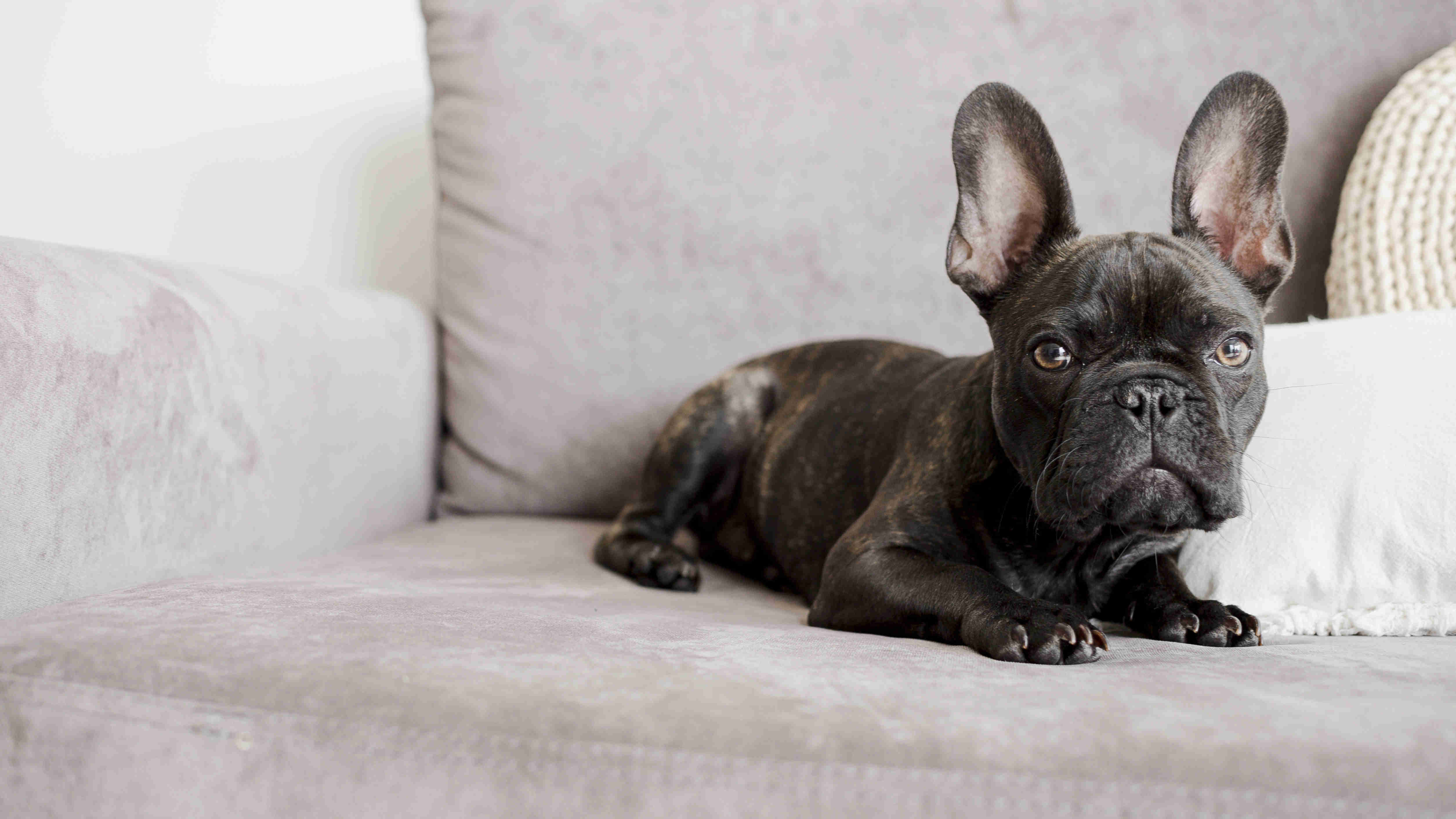 French Bulldog Puppy Care: Toys to Avoid for Your Frenchie's Safety